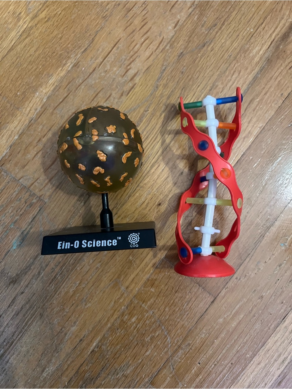 Ein-O Science CELL Model & Educational DNA Toy